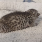 Mau silver female DOB 5-15-22