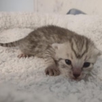 Mau silver female DOB 5-15-22