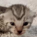 Mau silver female DOB 5-15-22