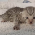 Mau silver female DOB 5-15-22