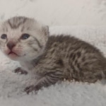 Mau silver female DOB 5-15-22