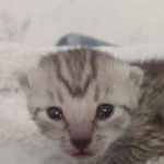 Mau silver female DOB 5-15-22