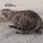 Mau silver female DOB 5-15-22