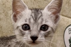 Egyptian Mau Silver Female #3 DOB 6-7-22