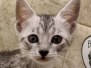 Egyptian Mau Silver Female #3 DOB 6-7-22