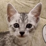 Mau silver female DOB 6-7-22