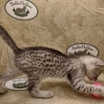 Mau silver female DOB 6-7-22