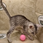 Mau silver female DOB 6-7-22