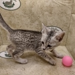 Mau silver female DOB 6-7-22