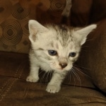 Mau silver female DOB 6-7-22