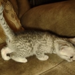 Mau silver female DOB 6-7-22