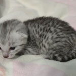 Mau silver female DOB 6-7-22