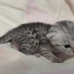 Mau silver female DOB 6-7-22