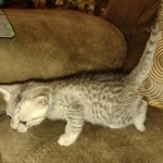 Mau silver female DOB 6-7-22