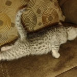 Mau silver female DOB 6-7-22