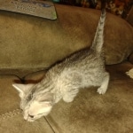 Mau silver female DOB 6-7-22