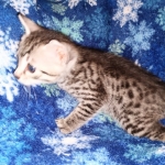 Mau, Silver, female, DOB 9-30-20