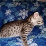 Mau, Silver, female, DOB 9-30-20