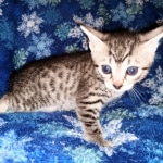 Mau, Silver, female, DOB 9-30-20