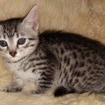 Mau, Silver, female, DOB 9-30-20