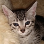 Mau, Silver, female, DOB 9-30-20