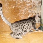 Mau, Silver, female, DOB 9-30-20