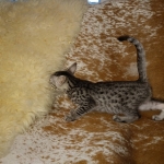 Mau, Silver, female, DOB 9-30-20