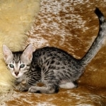 Mau, Silver, female, DOB 9-30-20