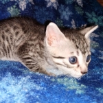 Mau, Silver, female, DOB 9-30-20