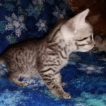 Mau, Silver, female, DOB 9-30-20