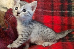Zel Egyptian Mau Silver Female #3 DOB 9-8-21