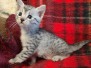 Zel Egyptian Mau Silver Female #3 DOB 9-8-21