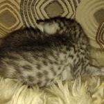 Mau silver female kitten DOB 9-8-21