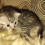 Mau silver female kitten DOB 9-8-21