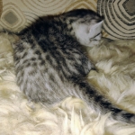 Mau silver female kitten DOB 9-8-21