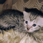 Mau silver female kitten DOB 9-8-21