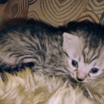 Mau silver female kitten DOB 9-8-21