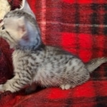 Mau silver female kitten DOB 9-8-21