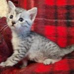 Mau silver female kitten DOB 9-8-21