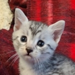 Mau silver female kitten DOB 9-8-21