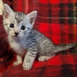 Mau silver female kitten DOB 9-8-21
