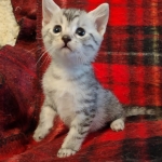 Mau silver female kitten DOB 9-8-21