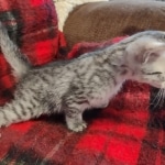 Mau silver female kitten DOB 9-8-21