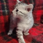 Mau silver female kitten DOB 9-8-21