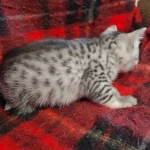 Mau silver female kitten DOB 9-8-21