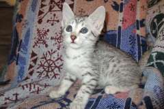 Kali, Egyptian Mau, Silver, Female #4 DOB 4-20-17