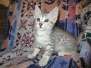Kali, Egyptian Mau, Silver, Female #4 DOB 4-20-17