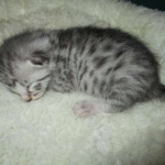 Egyptian Mau, silver Female, DOB 4-20-17