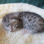 Egyptian Mau, silver Female, DOB 4-20-17