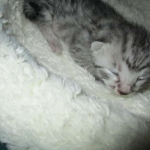 Egyptian Mau, silver Female, DOB 4-20-17